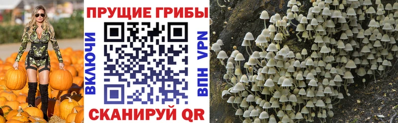 Купить где  Минусинск  Галлюциногенные грибы Cubensis 